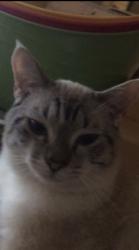 Lost Male Cat last seen Shilo and Campbell , Garland, TX 75044