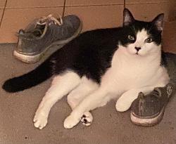 Reunited Male Cat last seen 8th Ave and Alder St. , Vancouver, BC V6H 1G7