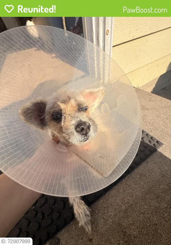 Reunited Female Dog last seen broadway, San Gabriel, CA 91776