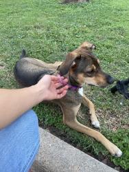 Reunited Female Dog last seen Rio grande ave , Houston, TX 77064
