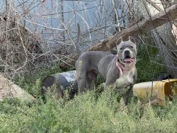 Reunited Female Dog last seen Midwest blvd & charter oak, Logan County, OK 73034