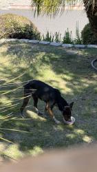 Found/Stray Female Dog last seen Near block Fairway, Oakland, CA 94605