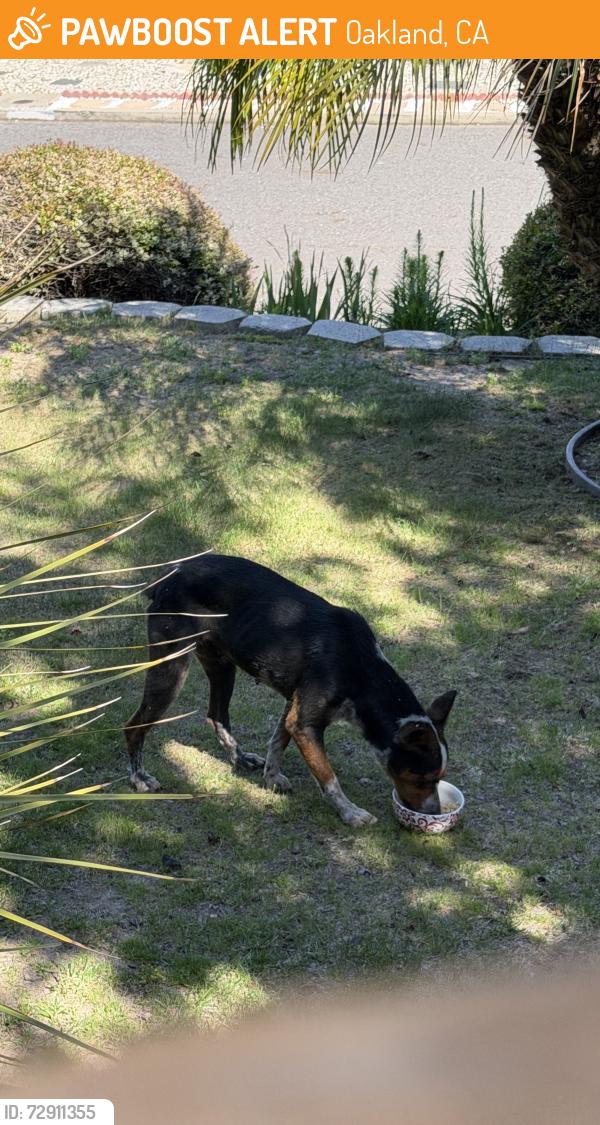 Found/Stray Female Dog last seen Near block Fairway, Oakland, CA 94605