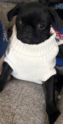 Reunited Female Dog last seen Foothill and carneilian, Rancho Cucamonga, CA 91730