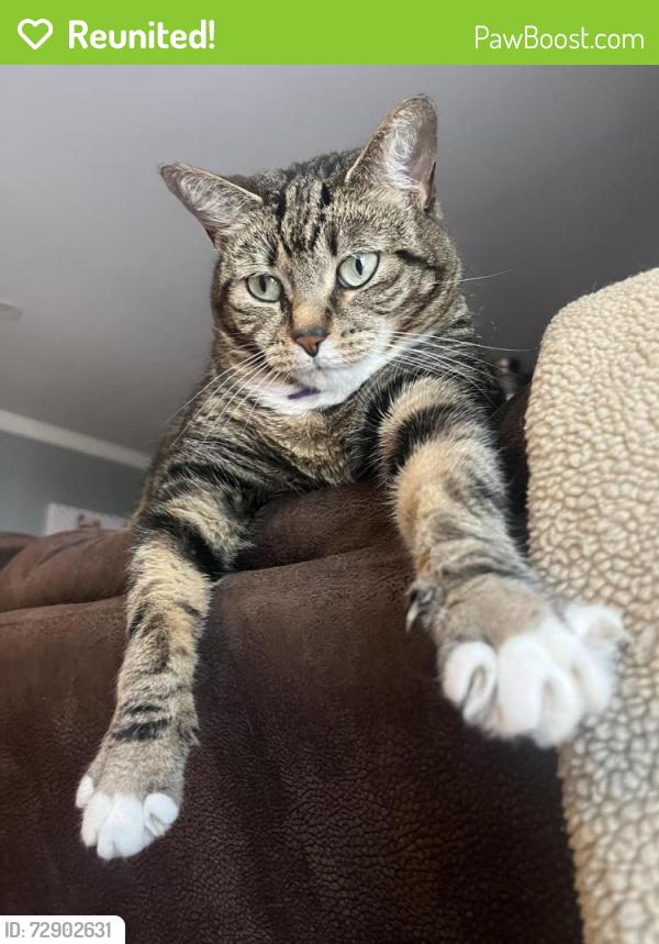 Reunited Female Cat last seen Lotz drive, Yorktown, VA 23692