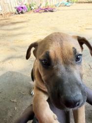 Lost Male Dog last seen Near Waring rd, Memphis, TN 38122