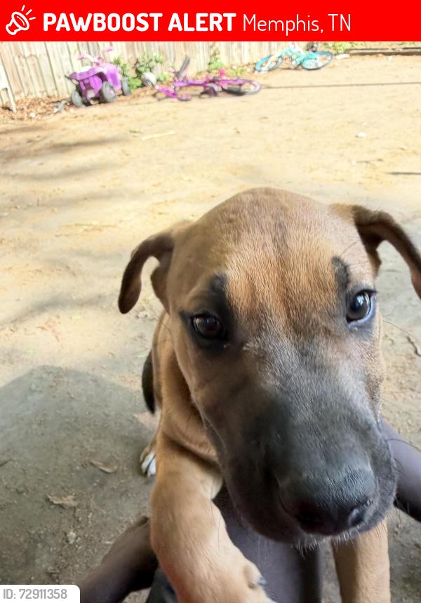 Lost Male Dog last seen Near Waring rd, Memphis, TN 38122