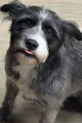Reunited Female Dog last seen Cain Cabin, 13420 N Rosser Rd, Tuscaloosa, AL 35405, USA, Tuscaloosa, AL 35405