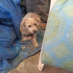 Found/Stray Unknown Dog last seen Between  Cyprus and oak, Bakersfield, CA 93304