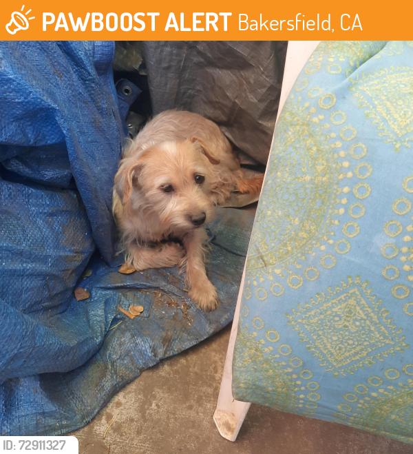 Found/Stray Unknown Dog last seen Between  Cyprus and oak, Bakersfield, CA 93304