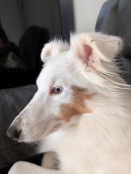 Lost Female Dog last seen Mercier, Quebec J6R 0H7, Châteauguay, QC 