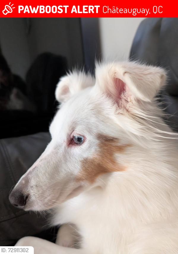 Lost Female Dog last seen Mercier, Quebec J6R 0H7, Châteauguay, QC 
