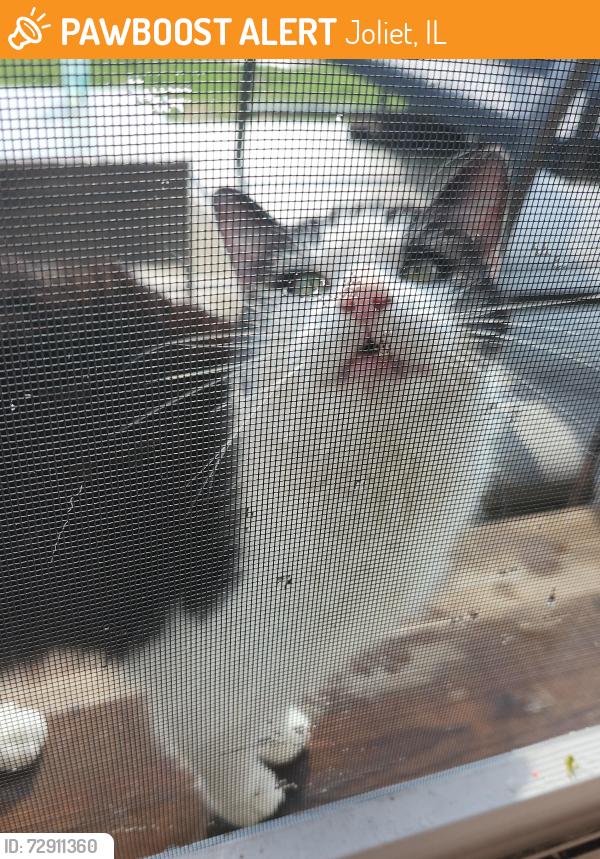 Found/Stray Unknown Cat last seen Caton farm and county line, Joliet, IL 60586