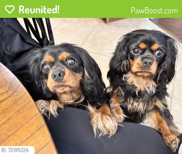 Reunited Female Dog last seen Lakes of Savannah and highway 6, Rosharon, TX 77583