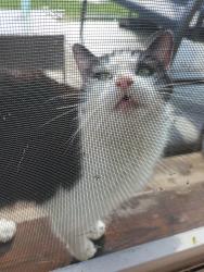 Found/Stray Unknown Cat last seen Caton farm and county line, Joliet, IL 60586