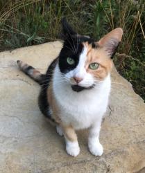 Lost Female Cat last seen By the Prarie Crossing Neighborhood, Kalamazoo, MI 49004