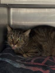 Shelter Stray Female Cat last seen , Chatsworth, CA 91311