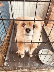 Reunited Male Dog last seen Toro and Ganado court, one block east of wagontrain, Albuquerque, NM 87123