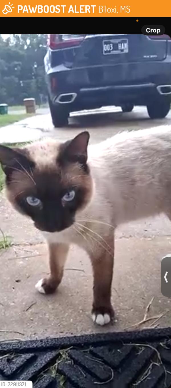 Found/Stray Male Cat last seen Near Todd cove Biloxi, Biloxi, MS 39531