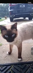 Found/Stray Male Cat last seen Near Todd cove Biloxi, Biloxi, MS 39531