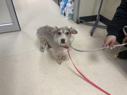 Shelter Stray Male Dog last seen 27TH OKLAHOMA, Milwaukee, WI 53215