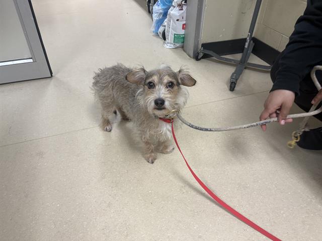 Shelter Stray Male Dog last seen 27TH OKLAHOMA, Milwaukee, WI 53215