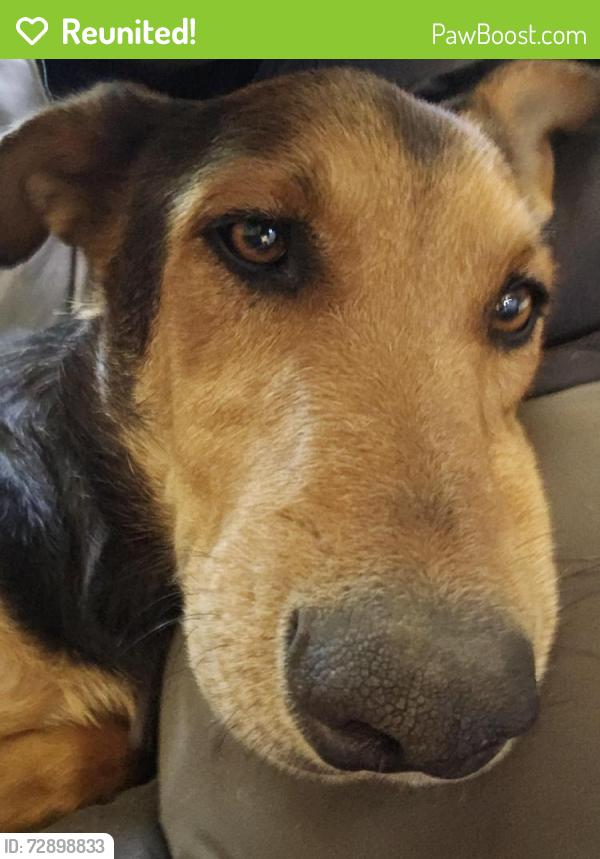 Reunited Male Dog last seen Hughes and Ming Ave, Bakersfield, CA 93304