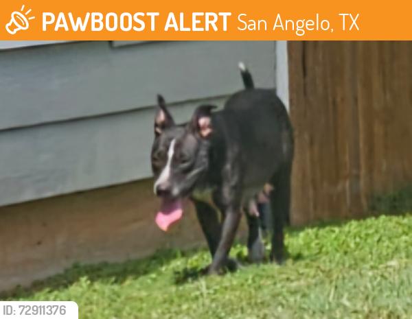 Found/Stray Female Dog last seen Sul Ross Street , San Angelo, TX 76904
