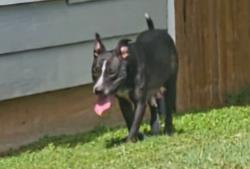 Found/Stray Female Dog last seen Sul Ross Street , San Angelo, TX 76904