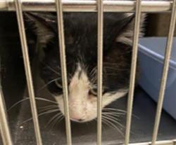 Shelter Stray Unknown Cat last seen Near BLOCK W CHERRYWOOD LN, Salt Lake City, UT 84120