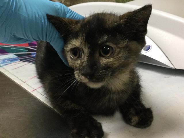 Shelter Stray Female Cat last seen Near BLOCK SPRING PARK PL, RIVERSIDE, CA, Jurupa Valley, CA 92509