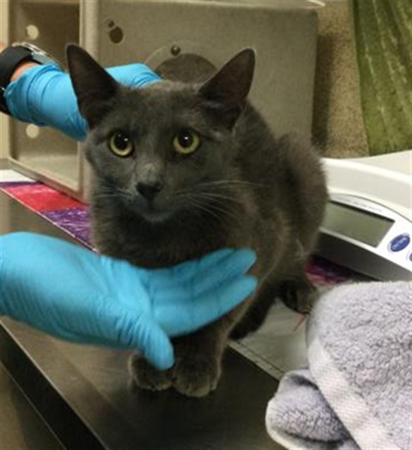 Shelter Stray Female Cat last seen Near BLOCK WILLARD WAY, RIVERSIDE, CA, Jurupa Valley, CA 92509