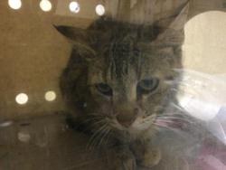 Shelter Stray Female Cat last seen Near BLOCK GALENA ST, JURUPA VALLEY CA 92509, Jurupa Valley, CA 92509