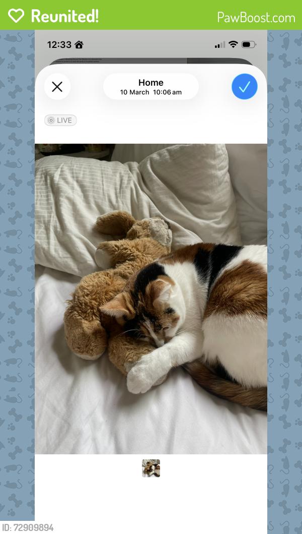 Reunited Female Cat last seen Via valdes , Palos Verdes Estates, CA 90274