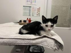 Shelter Stray Female Cat last seen N Bellefontaine & NE 118th Ter, 64156, MO, Kansas City, MO 64132