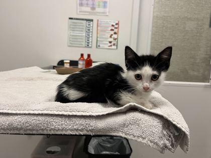 Shelter Stray Female Cat last seen N Bellefontaine & NE 118th Ter, 64156, MO, Kansas City, MO 64132