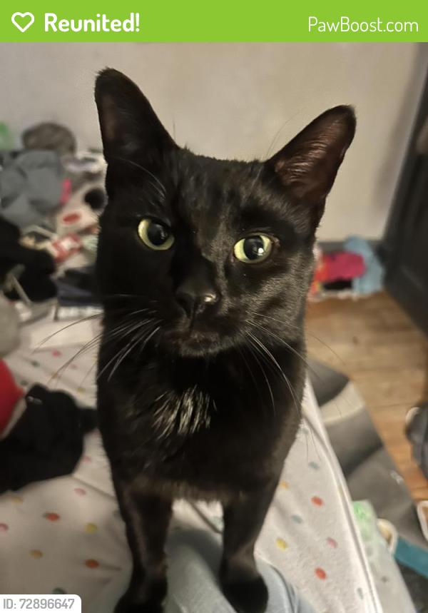 Reunited Male Cat last seen Edgerton & Reaney , Saint Paul, MN 55130