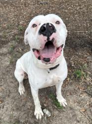 Shelter Stray Male Dog last seen Citrus County, FL 34434, Inverness, FL 34450