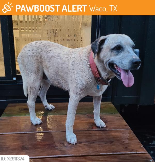Found/Stray Unknown Dog last seen Rogers Hill/Tokio Rd, Waco, TX 76705
