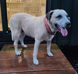 Found/Stray Unknown Dog last seen Rogers Hill/Tokio Rd, Waco, TX 76705