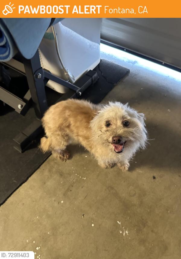 Found/Stray Female Dog last seen Miller and citrus , Fontana, CA 92335