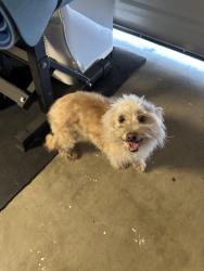 Found/Stray Female Dog last seen Miller and citrus , Fontana, CA 92335