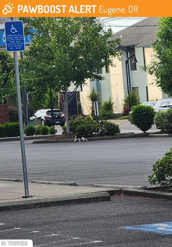 Found/Stray Unknown Cat last seen Ran behind Benchmark physical therapy building on 2490 Williamette Street, Eugene, OR 97405