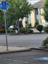 Found/Stray Unknown Cat last seen Ran behind Benchmark physical therapy building on 2490 Williamette Street, Eugene, OR 97405