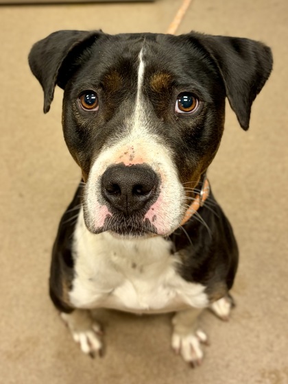 Shelter Stray Male Dog last seen Near Church St, Decatur, GA 30030, 30030, GA, Atlanta, GA 30341