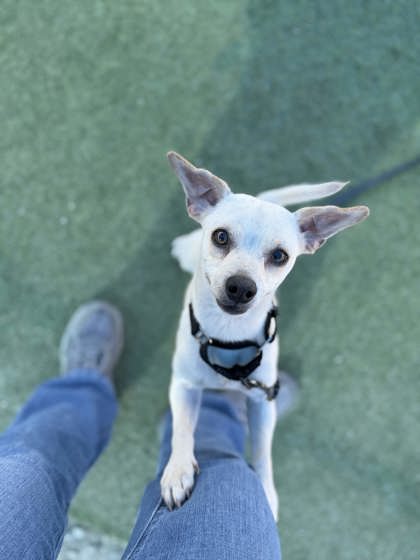 Shelter Stray Male Dog last seen S Bryan Ave & W Kearney Blvd, Fresno Zone Fresno CO 2 93706, , Fresno, CA 93706