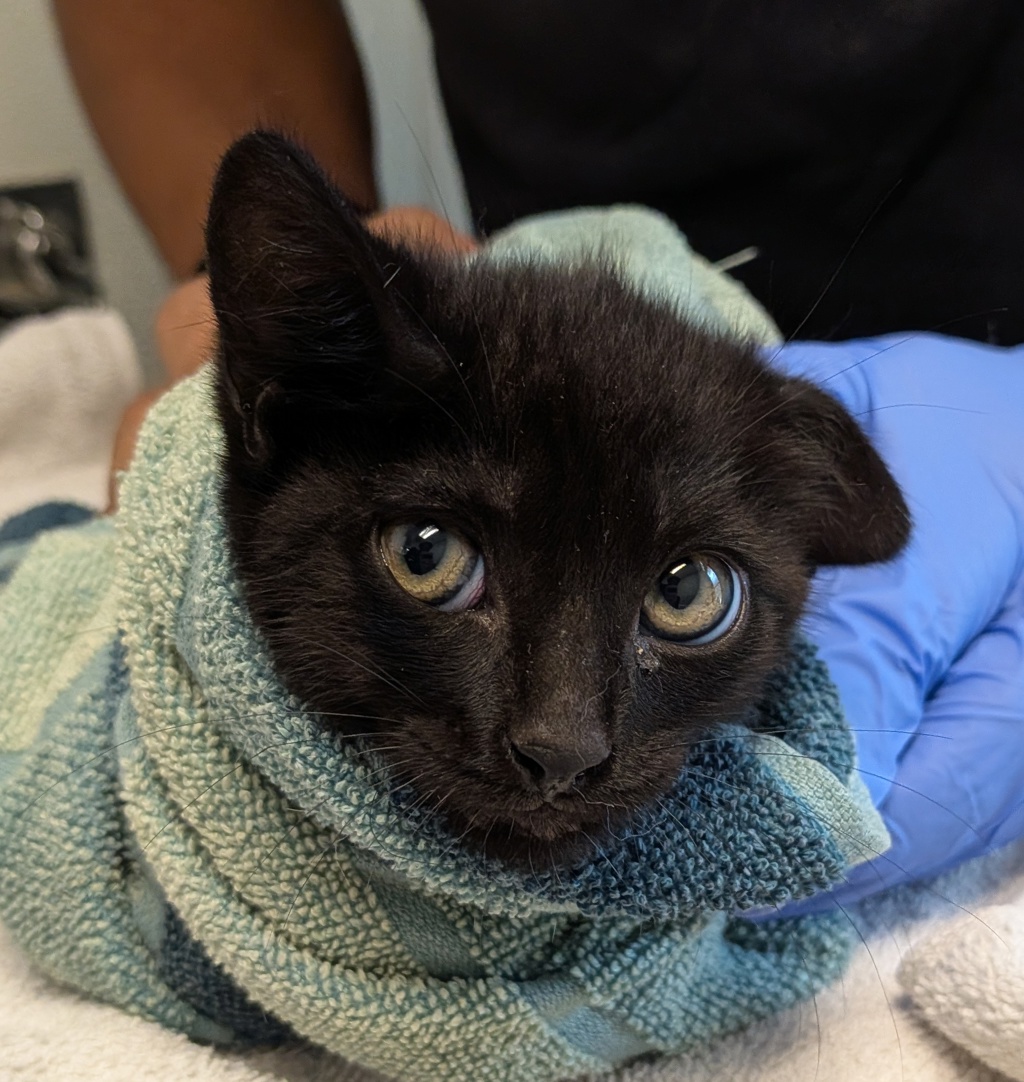 Shelter Stray Female Cat last seen unk, San Diego, CA, 92114, San Diego, CA 92110
