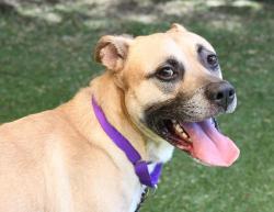 Shelter Stray Male Dog last seen Near W El Norte Parkway, Escondido, CA, 92026, Escondido, CA 92027
