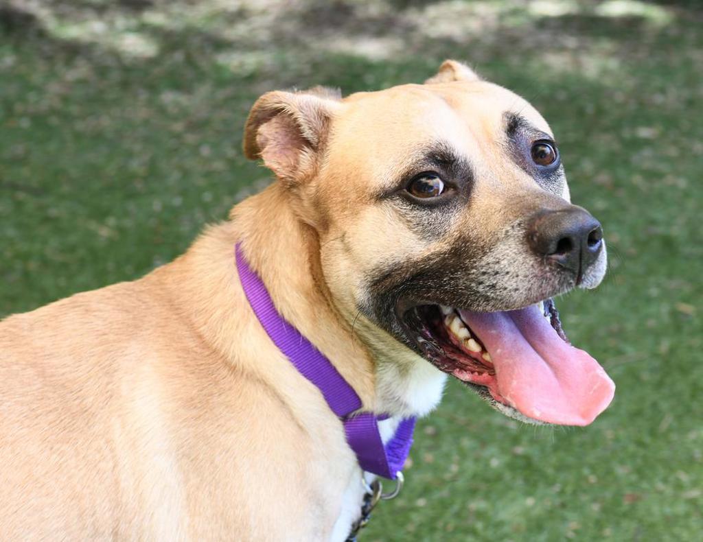 Shelter Stray Male Dog last seen Near W El Norte Parkway, Escondido, CA, 92026, Escondido, CA 92027