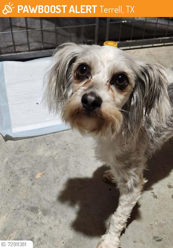 Found/Stray Female Dog last seen Quail Ln and Colquit in Terrell Tx, Terrell, TX 75160